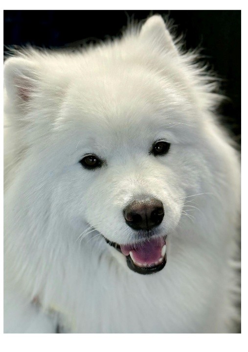 Mar, Samoyedo de Dogue Community Hub