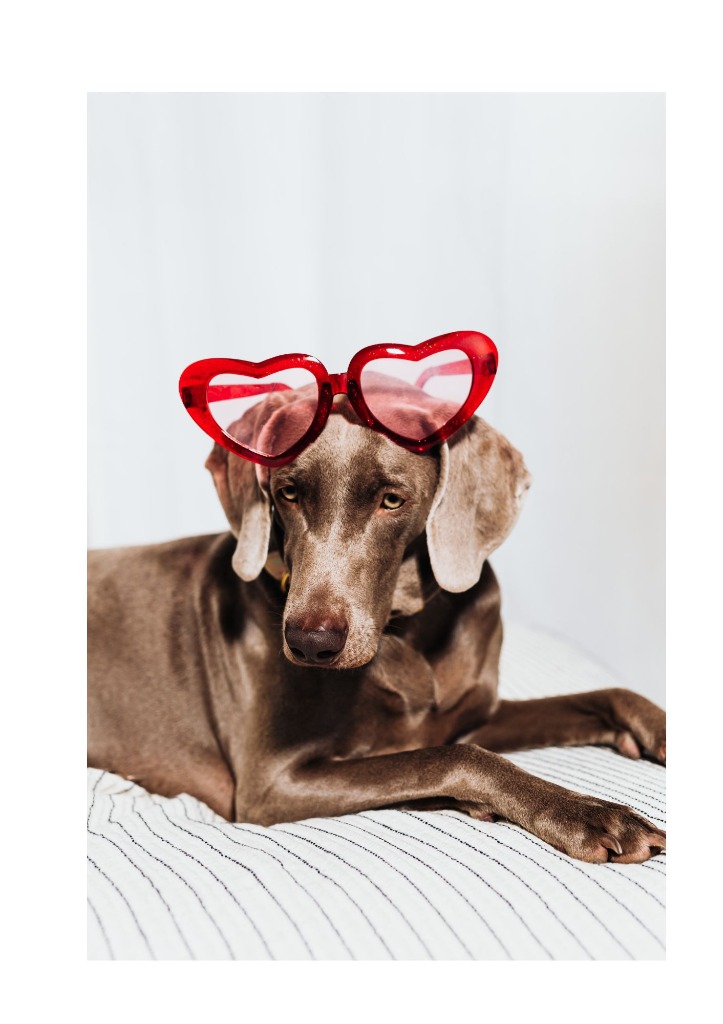 Weimaraner con gafas de corazón rojas — Campaña DOGUE Tienda